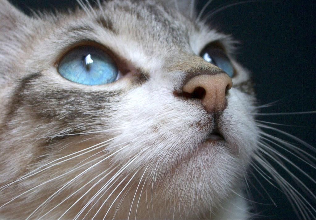 site de rencontre chat land Présentation de chat land : chat land est un site de chat et de rencontre 100% gratuit destiné aux adultes de 18 ans et plus il vous offre plusieurs avantages et met à votre service plusieurs fonctionnalités pour augmenter vos chances de rencontre comment je peux crée un compte chat land. site de rencontre chat land Présentation de chat land : chat land est un site de chat et de rencontre 100% gratuit destiné aux adultes de 18 ans et plus il vous offre plusieurs avantages et met à votre service plusieurs fonctionnalités pour augmenter vos chances de rencontre comment je peux crée un compte chat land.